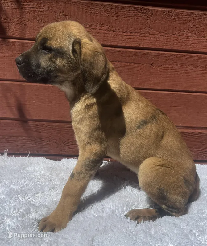 Corso plus Shepherd – Cane Corso puppy for sale in Peyton, CO