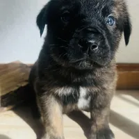 Corso plus Shepherd, a male Cane Corso for sale in Peyton, CO – Photo 1 of 3