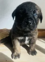 Corso plus Shepherd, a male Cane Corso for sale in Peyton, CO – Photo 1 of 3