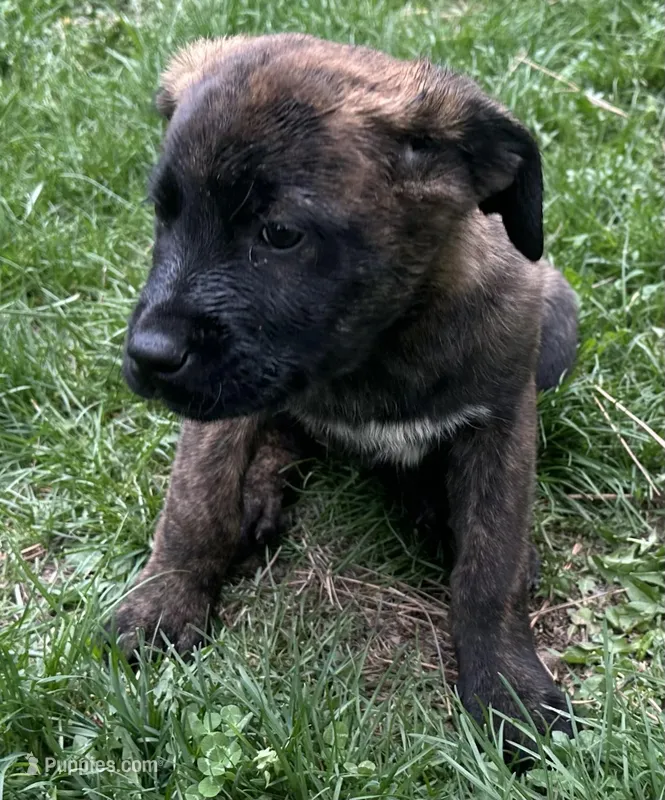 Corso plus Shepherd – Anatolian Shepherd Dog, Cane Corso puppy on hold in Peyton, CO