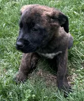 Corso plus Shepherd, a female Anatolian Shepherd Dog and Cane Corso for sale in Peyton, CO – Photo 1 of 3