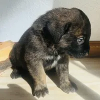 Corso plus Shepherd, a male Cane Corso for sale in Peyton, CO – Photo 3 of 3