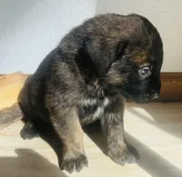 Corso plus Shepherd, a male Cane Corso for sale in Peyton, CO – Photo 3 of 3