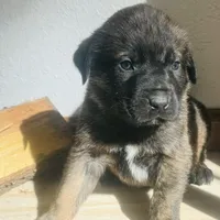 Corso plus Shepherd, a male Cane Corso for sale in Peyton, CO – Photo 2 of 3