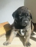 Corso plus Shepherd, a male Cane Corso for sale in Peyton, CO – Photo 2 of 3