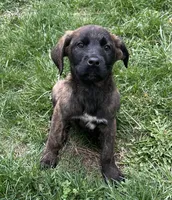 Corso plus Shepherd, a female Anatolian Shepherd Dog and Cane Corso for sale in Peyton, CO – Photo 3 of 3