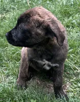 Corso plus Shepherd, a female Anatolian Shepherd Dog and Cane Corso for sale in Peyton, CO – Photo 2 of 3