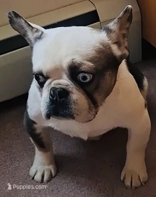 Husky boy – French Bulldog puppy for sale in Peyton, CO