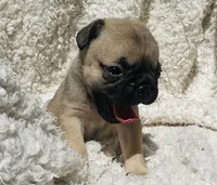 Pug, a male Pug for sale in Peyton, CO – 1 of 1