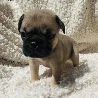 Pug, a male Pug for sale in Peyton, CO – 3 of 3
