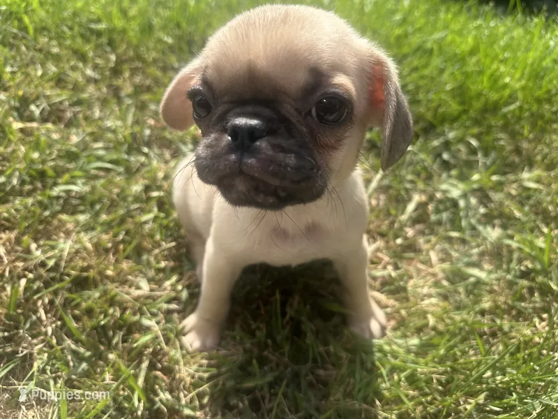 Pug – Pug puppy for sale in Peyton, CO