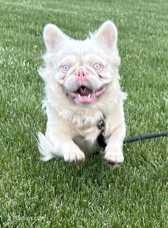 Stud – French Bulldog puppy for sale in Peyton, CO