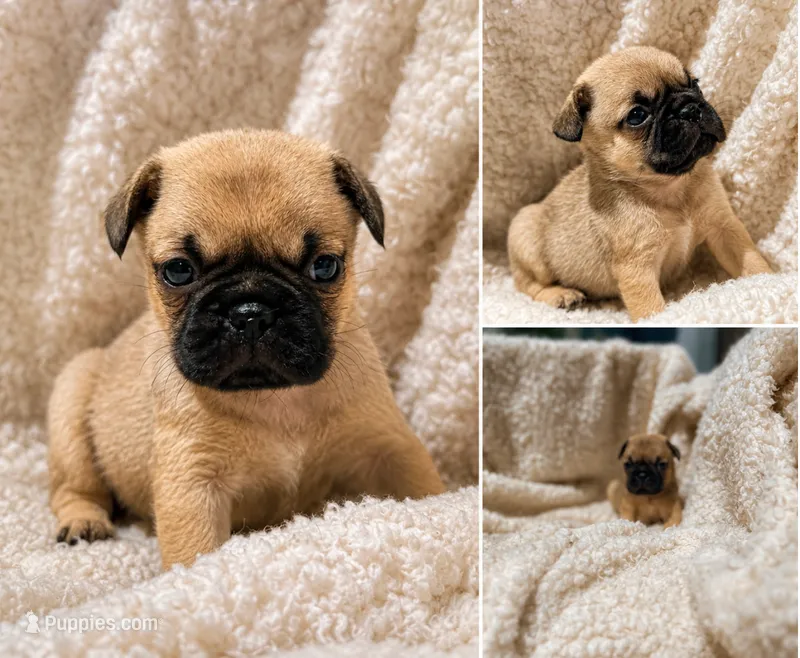Pug – Pug puppy for sale in Peyton, CO