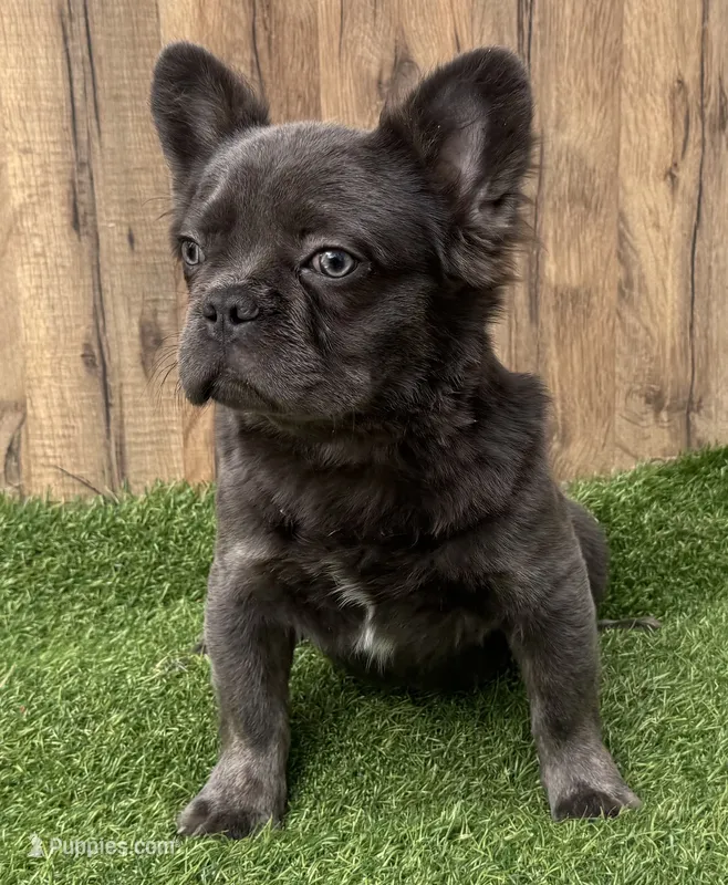 Fluffy blue  – French Bulldog puppy for sale in Peyton, CO