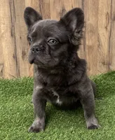 Fluffy blue , a male French Bulldog for sale in Peyton, CO – 1 of 1