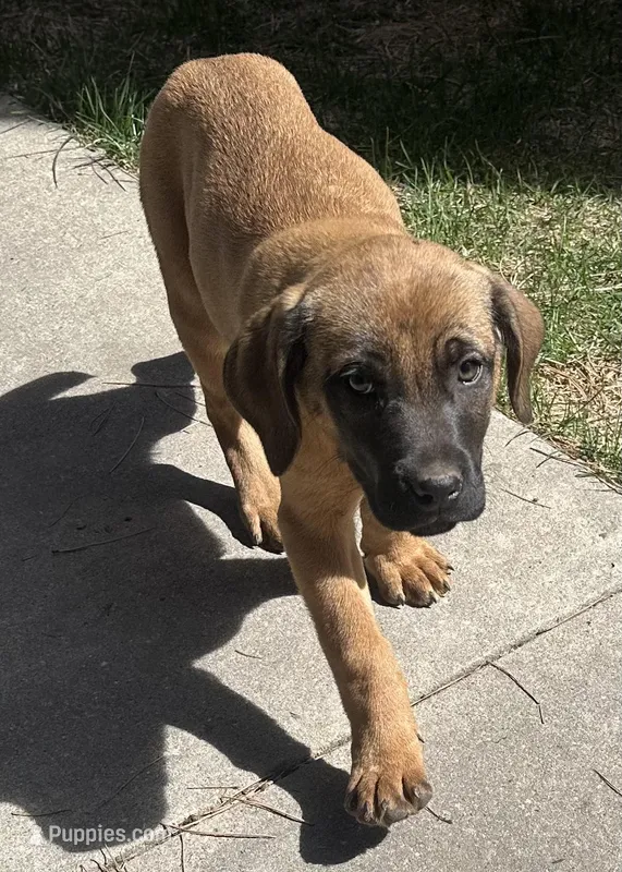 Corso/Shepherd – Anatolian Shepherd Dog, Cane Corso puppy for sale in Peyton, CO