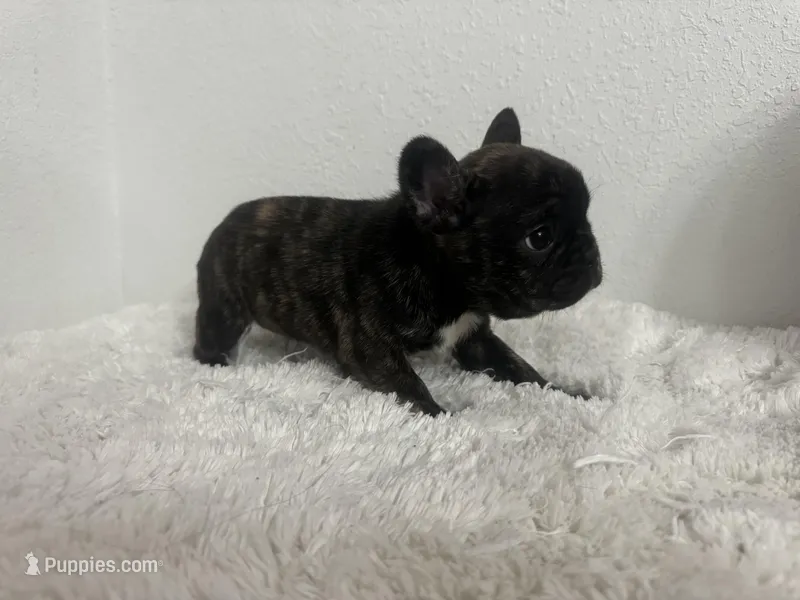 Choco – French Bulldog puppy for sale in Peyton, CO