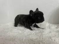 Choco, a female French Bulldog for sale in Peyton, CO – Photo 1 of 2