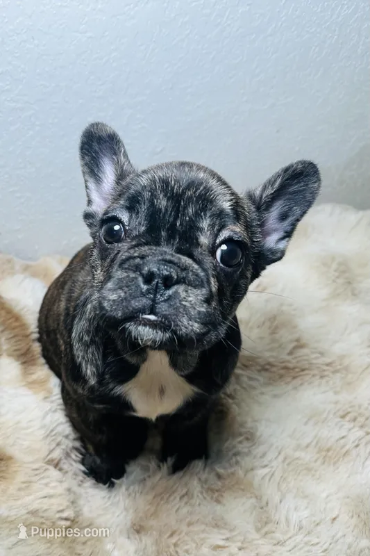 Choco – French Bulldog puppy for sale in Peyton, CO