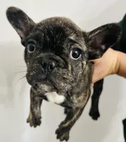 Choco, a female French Bulldog for sale in Peyton, CO – Photo 2 of 2