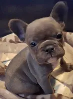 Blue female , a female French Bulldog for sale in Peyton, CO – 1 of 1