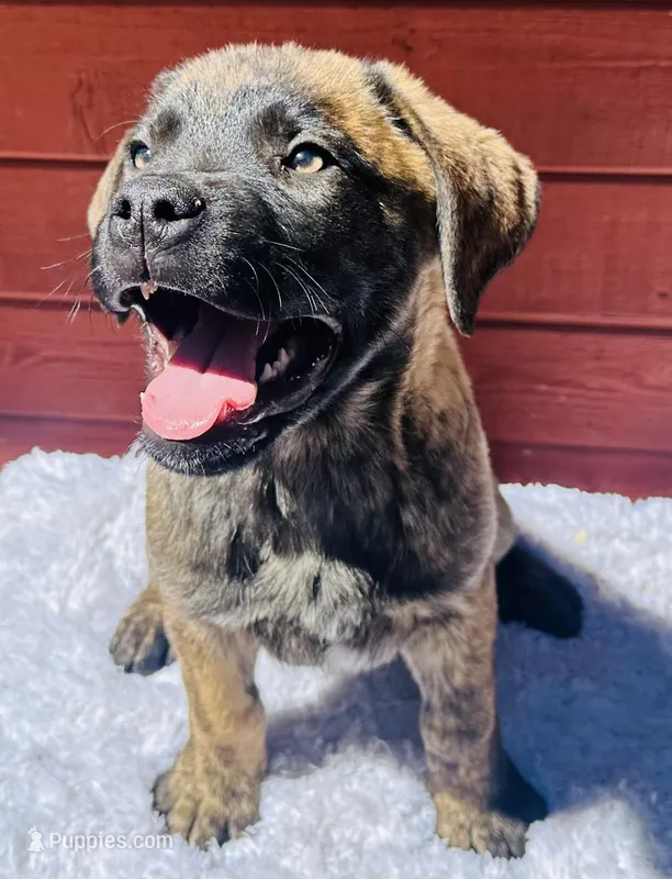 Corso/Shepherd – Anatolian Shepherd Dog, Cane Corso puppy for sale in Peyton, CO