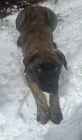 Corso/Shepherd, a male Anatolian Shepherd Dog and Cane Corso for sale in Peyton, CO – 2 of 2