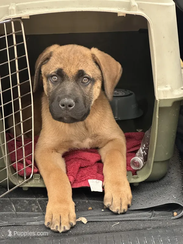 Corso/Shepherd – Anatolian Shepherd Dog, Cane Corso puppy for sale in Peyton, CO