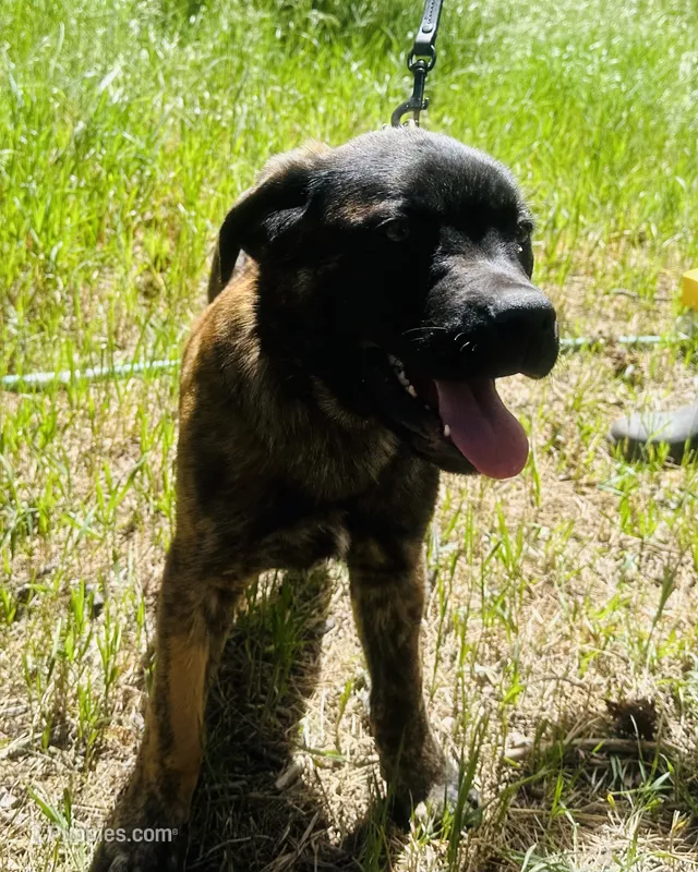 Corso/Shepherd – Anatolian Shepherd Dog, Cane Corso puppy for sale in Peyton, CO