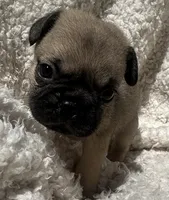 Pug, a male Pug for sale in Peyton, CO – 2 of 3