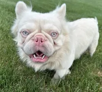 Stud, a male French Bulldog for sale in Peyton, CO – 3 of 3