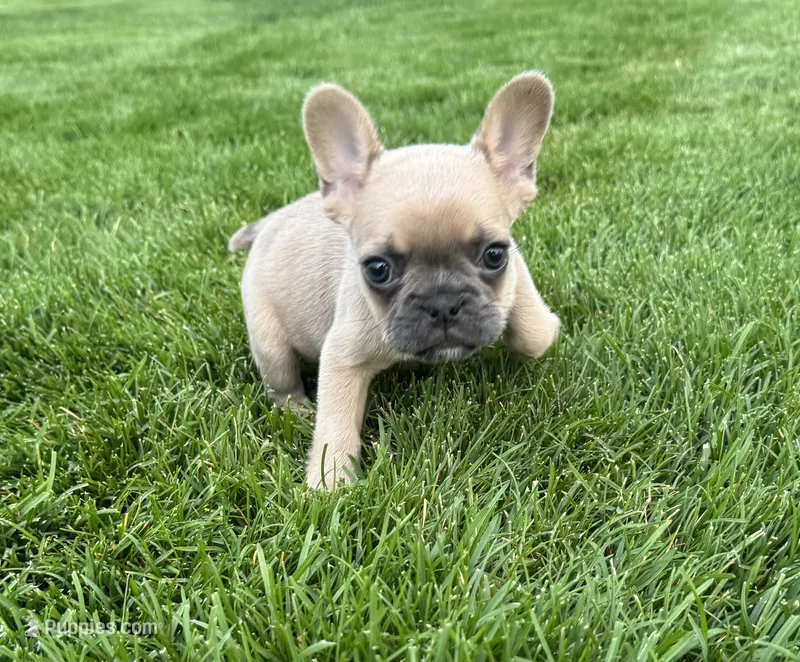 Mellow – French Bulldog puppy for sale in Peyton, CO