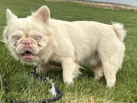 Stud, a male French Bulldog for sale in Peyton, CO – 2 of 3