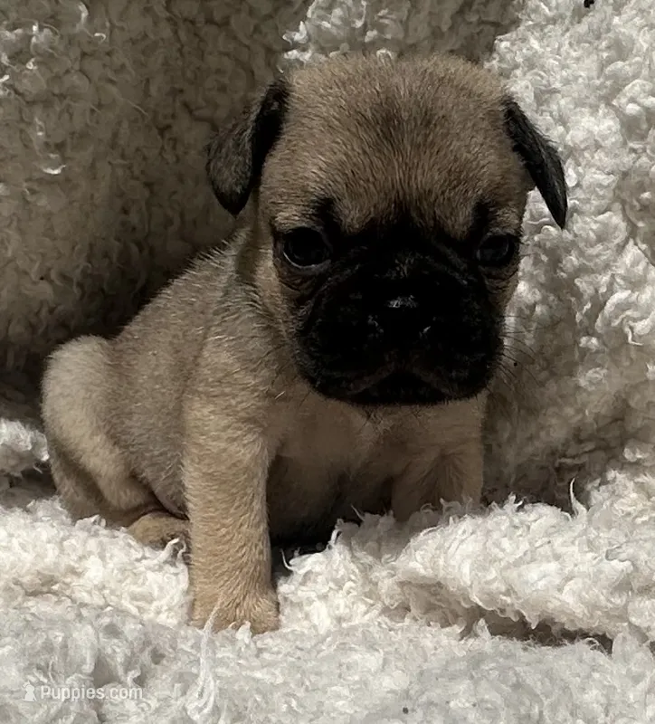 Pug – Pug puppy for sale in Peyton, CO