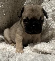 Pug, a male Pug for sale in Peyton, CO – 1 of 3
