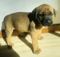 Corso plus Shepherd, a female Cane Corso for sale in Peyton, CO – Photo 3 of 4