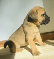 Corso plus Shepherd, a female Cane Corso for sale in Peyton, CO – Photo 2 of 4