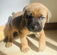 Corso plus Shepherd, a female Cane Corso for sale in Peyton, CO – Photo 4 of 4