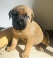Corso plus Shepherd, a female Cane Corso for sale in Peyton, CO – Photo 1 of 4