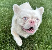 Stud pink French bulldog , a male French Bulldog for sale in Peyton, CO – 1 of 3