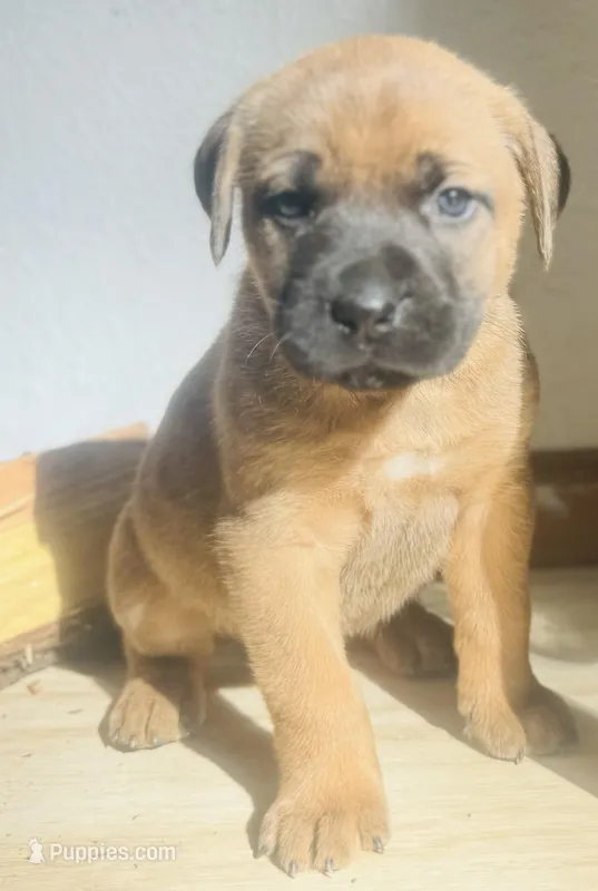 Corso/Shepherd – Anatolian Shepherd Dog, Cane Corso puppy for sale in Peyton, CO