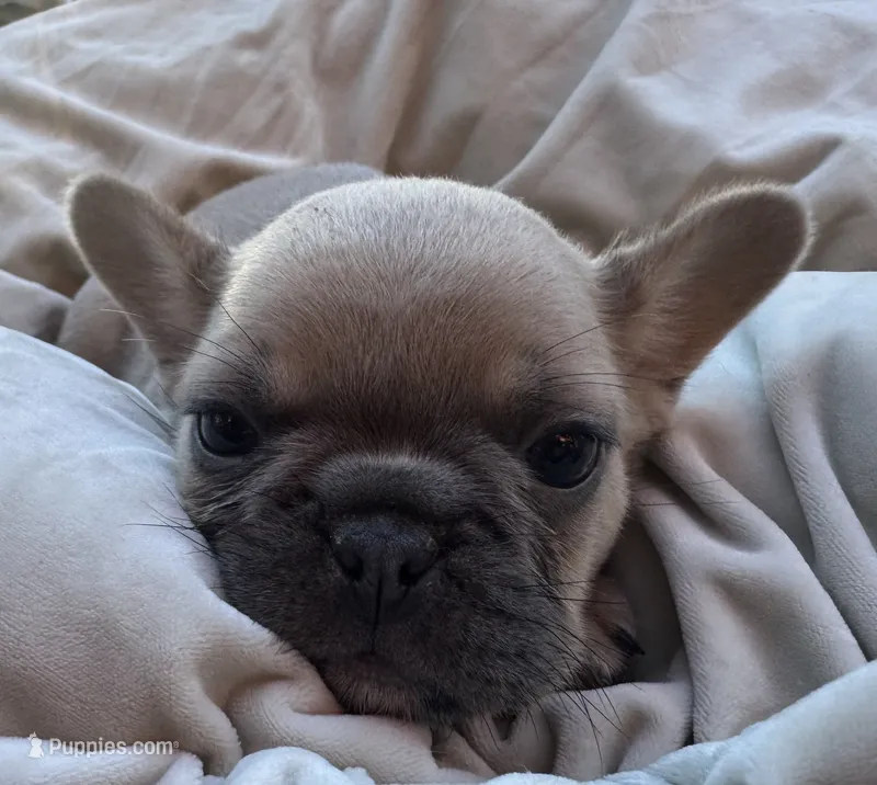 Mellow – French Bulldog puppy for sale in Peyton, CO