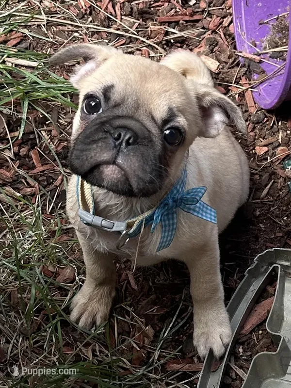 Oscar – Pug puppy for sale in Peyton, CO