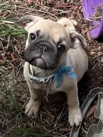 Oscar, a male Pug for sale in Peyton, CO – 1 of 1