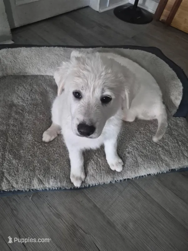 Zelda – German Shepherd Dog, Great Pyrenees puppy for sale in Rich Square, NC