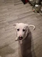 Atlas, a male Great Pyrenees and White Shepherd for sale in Rich Square, NC – 3 of 4