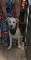 Atlas, a male Great Pyrenees and White Shepherd for sale in Rich Square, NC – 4 of 4