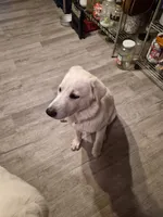 Zelda, a female Great Pyrenees and White Shepherd for sale in Rich Square, NC – 3 of 4