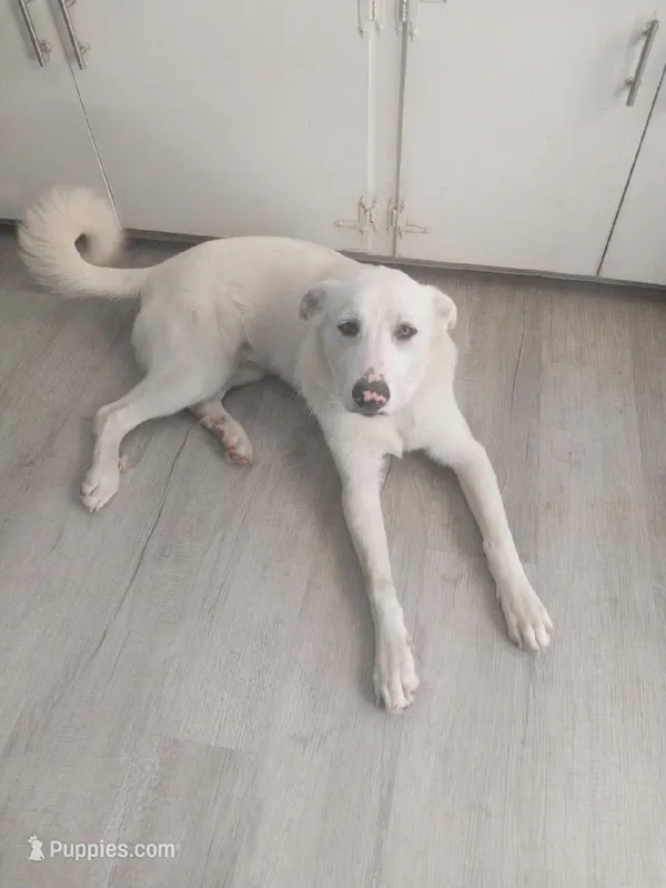 Atlas – Great Pyrenees, White Shepherd puppy for sale in Rich Square, NC