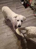 Zelda, a female Great Pyrenees and White Shepherd for sale in Rich Square, NC – 4 of 4